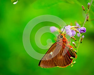 Gorgeous butterfly nactoring on flower photo