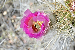 Gorgeous Cactus flower from Texas