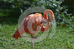 Gorgeous Carribean Flamingo Balancing