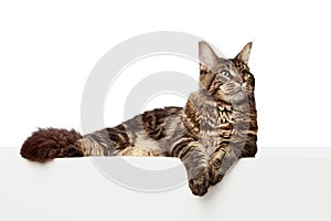 Gorgeous, cat lie down in aristocratic, elegant pose looking away isolated white studio background.