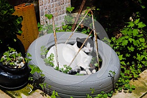 Gorgeous cat in tire sleeping photo
