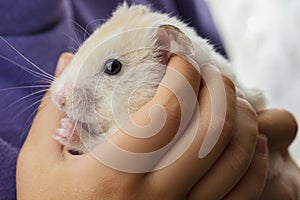 Gorgeous charming white hamster sitting conceived in children`s hands, attentiveness and caring attitude to animals