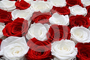 Gorgeous checkered arrangement of red and white roses background