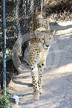 Gorgeous Cheetah Pacing photo