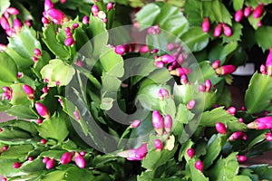 Gorgeous Christmas cactus with pink buds ready to open under warmth of sun in window of home