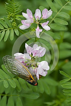 Gorgeous Cicada Perched on a Delicate Pink Flower - 13 year 17 year - Magicicada