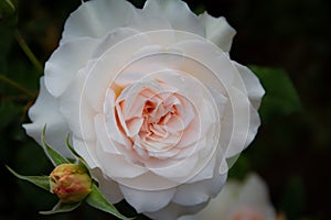 Gorgeous close-up of a blooming light pink rose with small rosebud next to it