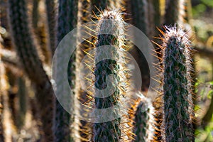 Gorgeous close-up of a gathering of Oreocereus Pseudofossulatus cacti in a desert garden
