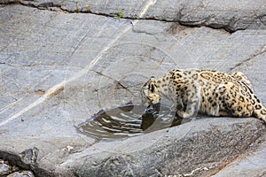 Gorgeous close up view of leopard drinking water from natural rock depression