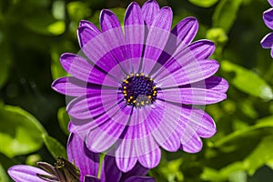 Gorgeous close up view of pink african daisy  flower  on green background.