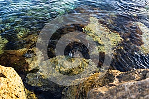 Gorgeous close up view of sea creature on big stone in water. Beautiful nature backgrounds