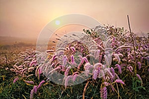 Gorgeous closeup of  pink desho flowers under a clear copper sky with a bright orange sun at sunrise