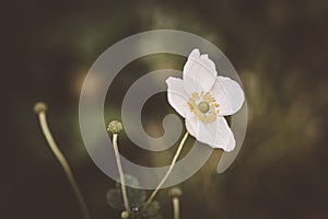 Gorgeous closeup of a white flower