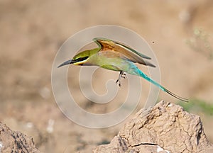 Blue Tailed Bee Eater taking off