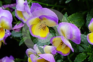 Gorgeous and colorful flower arrangement