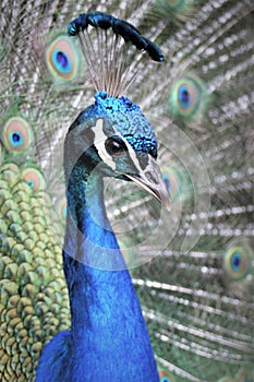 Gorgeous colorful peacock portrait in Zoo