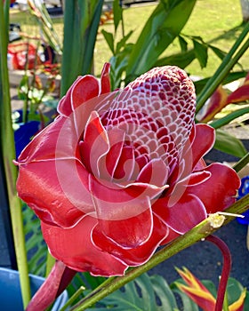 Vibrant colorful tropical flowers beehive ginger red photo