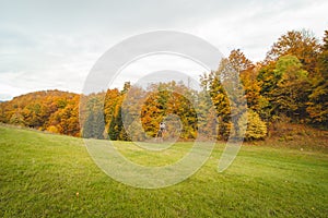 Nádherný barevný podzimní les s loveckým sedátkem sledujícím louku před ním. Strážovské vrchy, Slovensko, východní