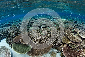 Gorgeous Coral Reef in Wakatobi National Park