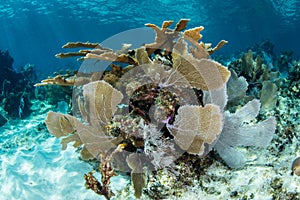 Gorgeous Corals in Caribbean Sea