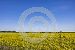 Gorgeous country landscape view.  Beautiful spring view of flowering rapeseed field against blue sky.
