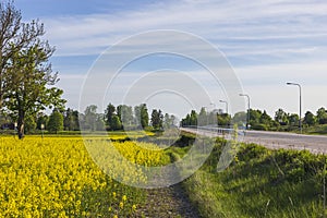 Gorgeous country landscape view. Rapeseed field along asphalt road and green trees on blue sky background.
