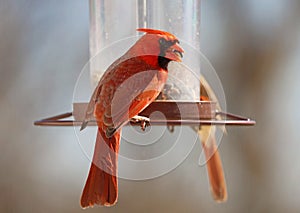 Gorgeous Couple of Red northern cardinal colorful bird eating seeds from a bird seed feeder during summer in Michigan