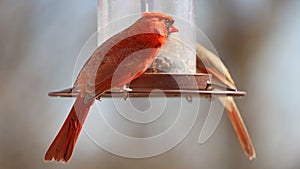 Gorgeous Couple of Red northern cardinal colorful bird eating seeds from a bird seed feeder during summer in Michigan