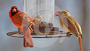 Gorgeous Couple of Red northern cardinal colorful bird eating seeds from a bird seed feeder during summer in Michigan