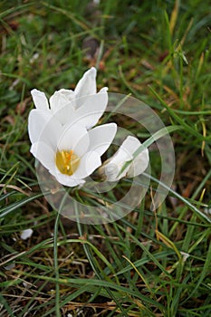 Gorgeous crocuses chrysanthus `Ard Schenk` in the garden, Berlin