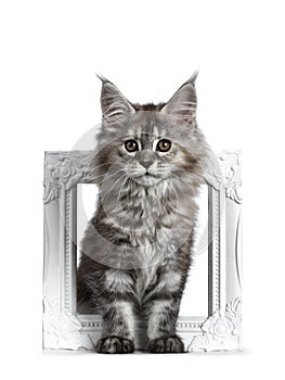 Gorgeous cute Maine Coon cat kitten, Isolated on white background.