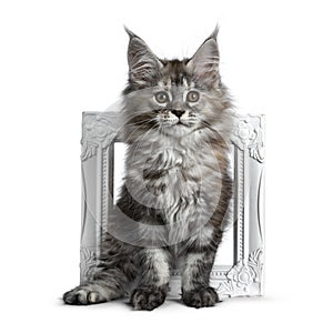 Gorgeous cute Maine Coon cat kitten, Isolated on white background.