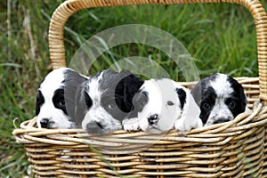 Gorgeous Cute Puppies