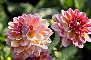 Beautiful Dahlia with another in the background photo