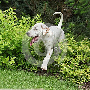 Gorgeous dalmatian puppy moving in the garden