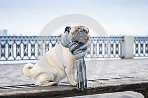 A gorgeous dandy dog pug in a striped scarf.