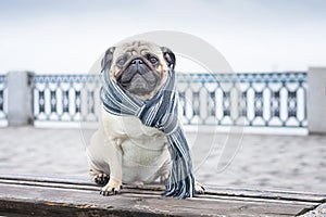 A gorgeous dandy dog pug in a striped scarf.