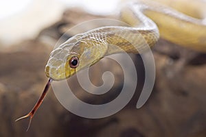 Gorgeous and dangerous yellow snake is slowly crawling dry wood