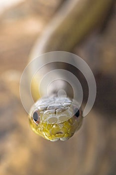 Gorgeous and dangerous yellow snake is slowly crawling dry wood and staring right at you