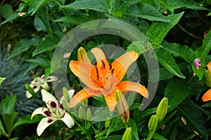 Gorgeous dark orange lilies bloom in the garden in July. Lilium, true lilies, is a genus of herbaceous flowering plants. Berlin