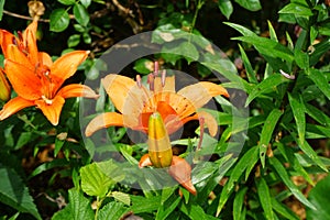 Gorgeous dark orange lilies bloom in the garden in July. Lilium, true lilies, is a genus of herbaceous flowering plants. Berlin