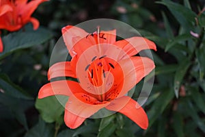 Gorgeous dark orange lilies bloom in the garden in July. Lilium, true lilies, is a genus of herbaceous flowering plants. Berlin