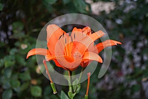 Gorgeous dark orange lilies bloom in the garden in July. Lilium, true lilies, is a genus of herbaceous flowering plants. Berlin