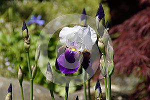 gorgeous dark purple and white Iris \'Sharpshooter\' on Flower Island of Mainau