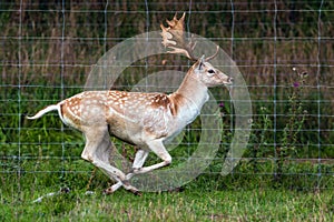 Gorgeous deer quickly galloping along the fence