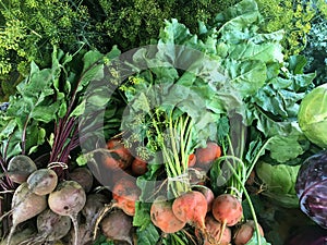 Lush Display of Organic Fresh Beets, Cabbage, and Dill at Farmer`s Market