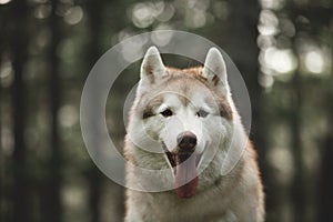 Gorgeous dog breed siberian husky sitting on the hill in the green mysterious forest in spring