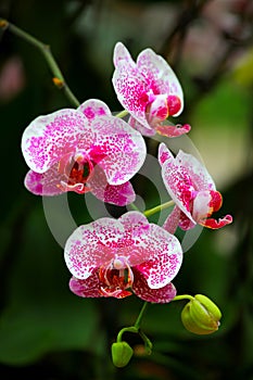 Gorgeous dotted pink phalaenopsis blume orchids in a garden