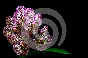 Gorgeous dotted pink vanda orchids