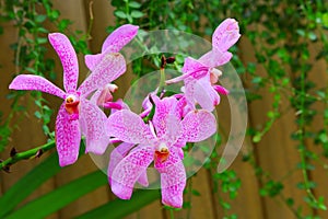 Gorgeous dotted pink vanda orchids